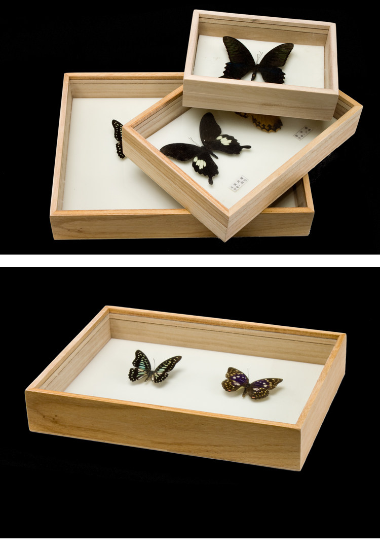 实木标本盒蝴蝶标本盒 矿石昆虫标本盒植物标本盒42x29x5.5cm