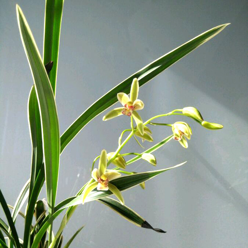 每次浇水均须彻底,务必使兰花盆底部有水流出,把植料和沾在兰叶上的