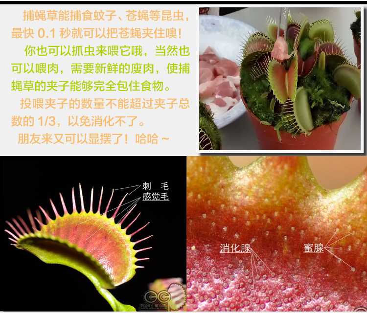 花市捕蝇草小虫草堂食虫植物盆栽食人花草吃食虫草含羞草奇花异草