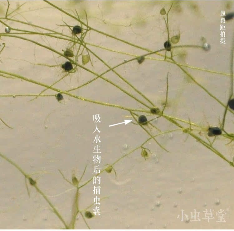 食虫植物-丝叶狸藻(水生狸藻捕水生物绿植)小虫草堂水培植物
