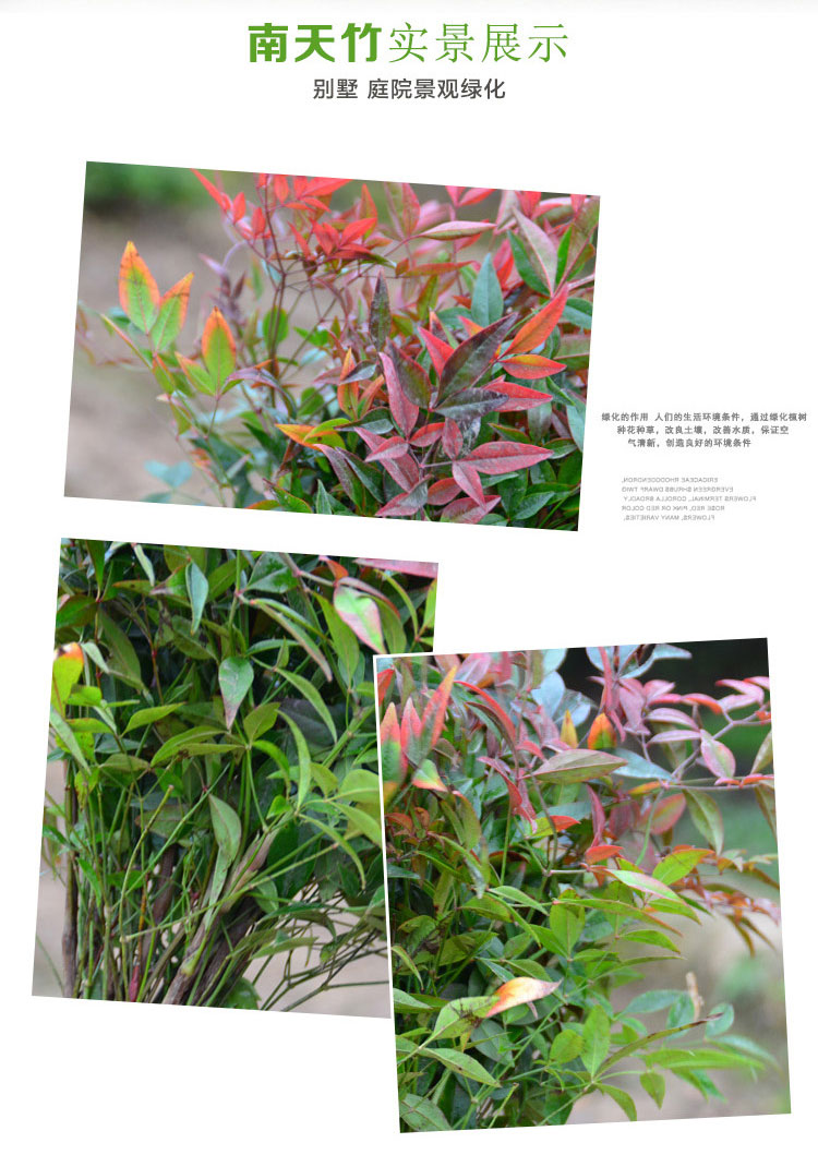 南天竹绿化苗木 庭院植物绿化南天竹 天竺 南天竺 红天竹盆栽盆景_7折