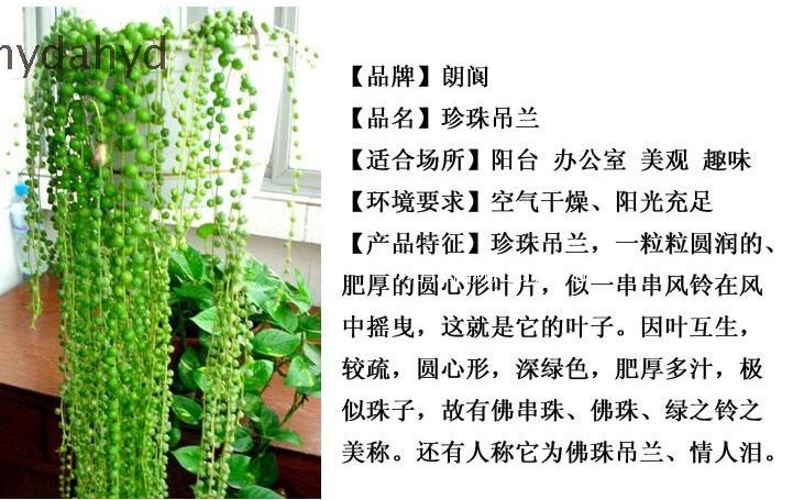 多肉植物珍珠吊兰盆栽室内情人泪 佛珠吊兰 吸甲醛 带