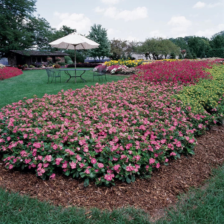 美国泛美直立 长春花 太平洋 花卉种苗 花苗耐热花坛盆栽庭院阳台