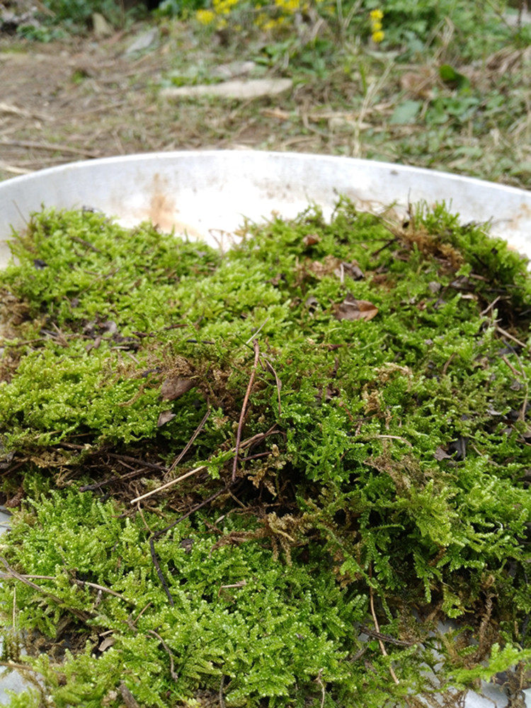 现采鲜活铺面苔藓 微景观假山盆栽 苔藓diy草皮迷你植物包邮青苔