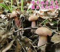 21 years new goods Qinba mountain wild boletus buckwheat dried goods 500g natural sun-dried sulfur-free fumigation