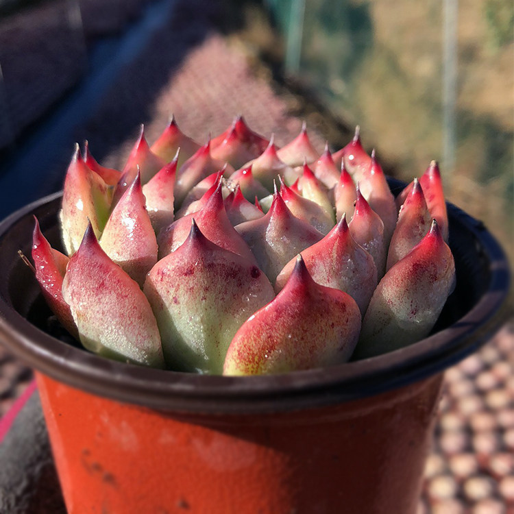 群生多肉植物老桩多头水蜜桃巨型超大悬崖桩缀化稀有清棚小贵货