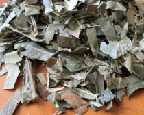 Loquat leaf Traditional printing and dyeing grass wood dyeing diy material plants