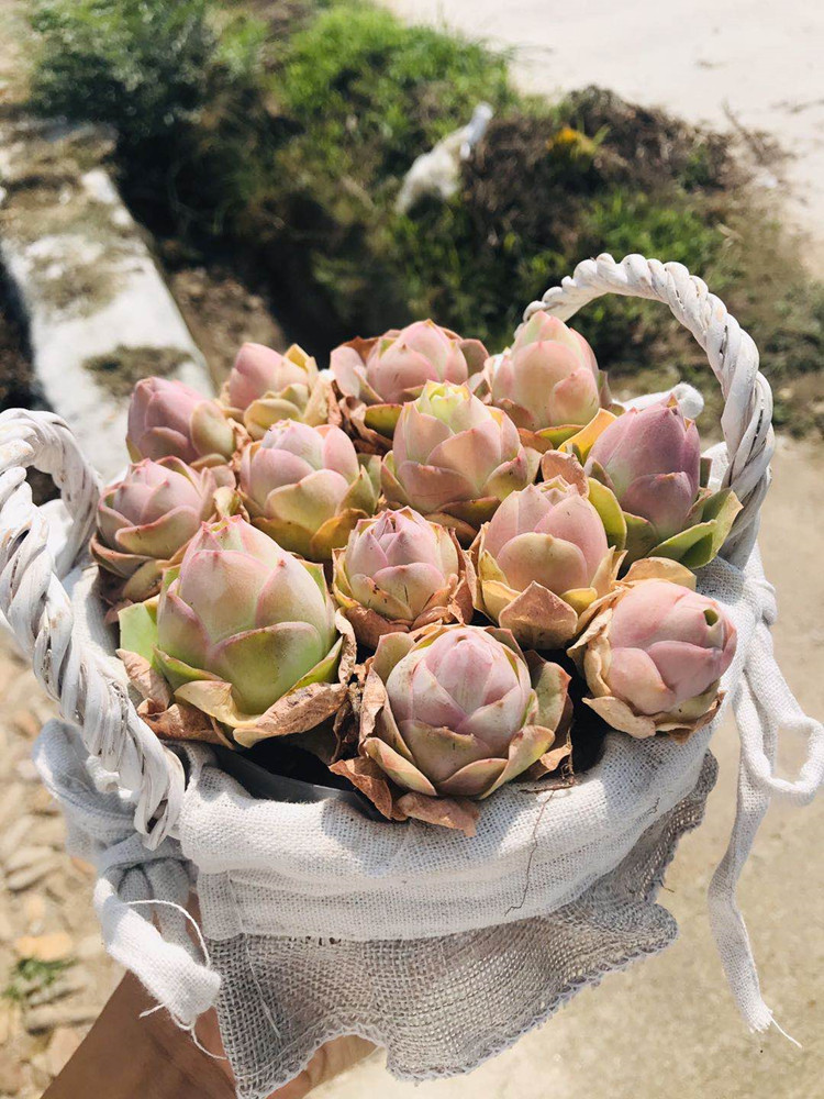 特选嫩粉色耶罗老桩桃型山地玫瑰阳台小型多肉植物盆景新