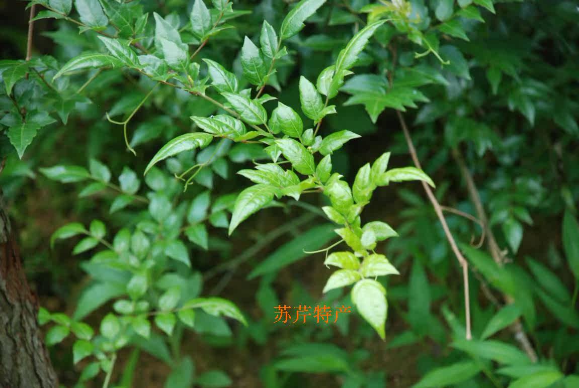 新莓茶长寿藤茶正品张家界野生茅岩莓 茶甘之露饮茶慢性咽喉茶