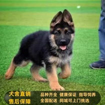 Purebred German Shepherd Puppy Live German Shepherd Archback Black Back Police Dog Large Dog Wolf Dog Pet Dog