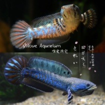 Symphony Ruby Brontosaurus Brontosaurus Snakehead Snakehead Tropical Fish Ornamental Fish