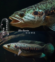 Colorful Walrus Seven-star Walrus Brontosaurus Brontosaurus Snakehead Snakehead Tropical Fish Ornamental Fish