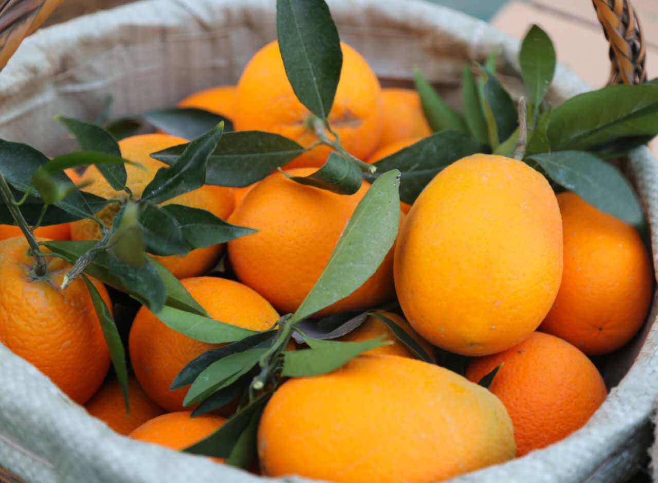 各季节各种新鲜橙子成熟大盘点