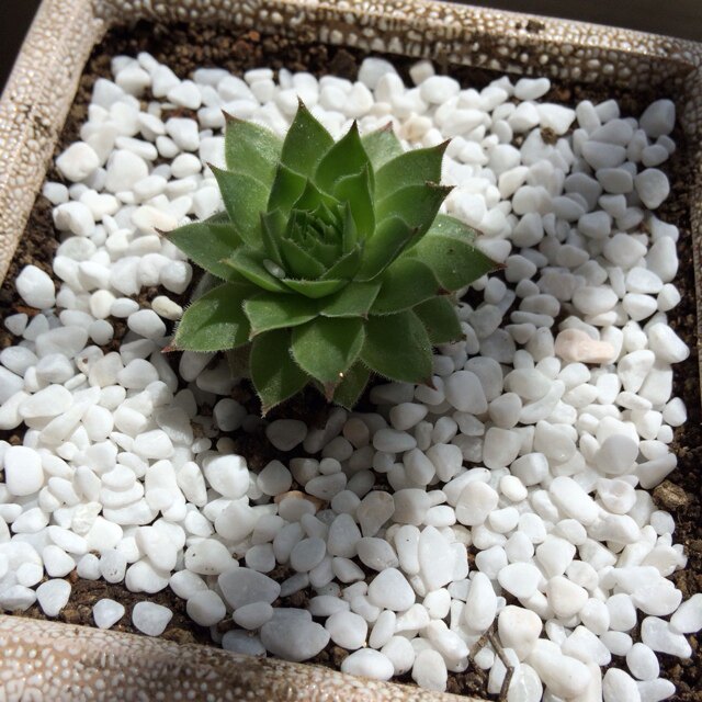 多肉植物园艺绿植盆栽盆景铺面石水培白玉石白石子白沙子包邮