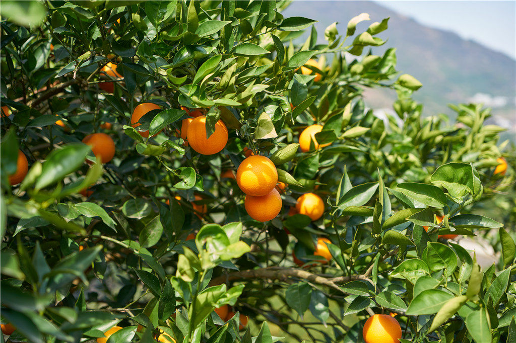 细数中国血橙之乡,看看哪家更好