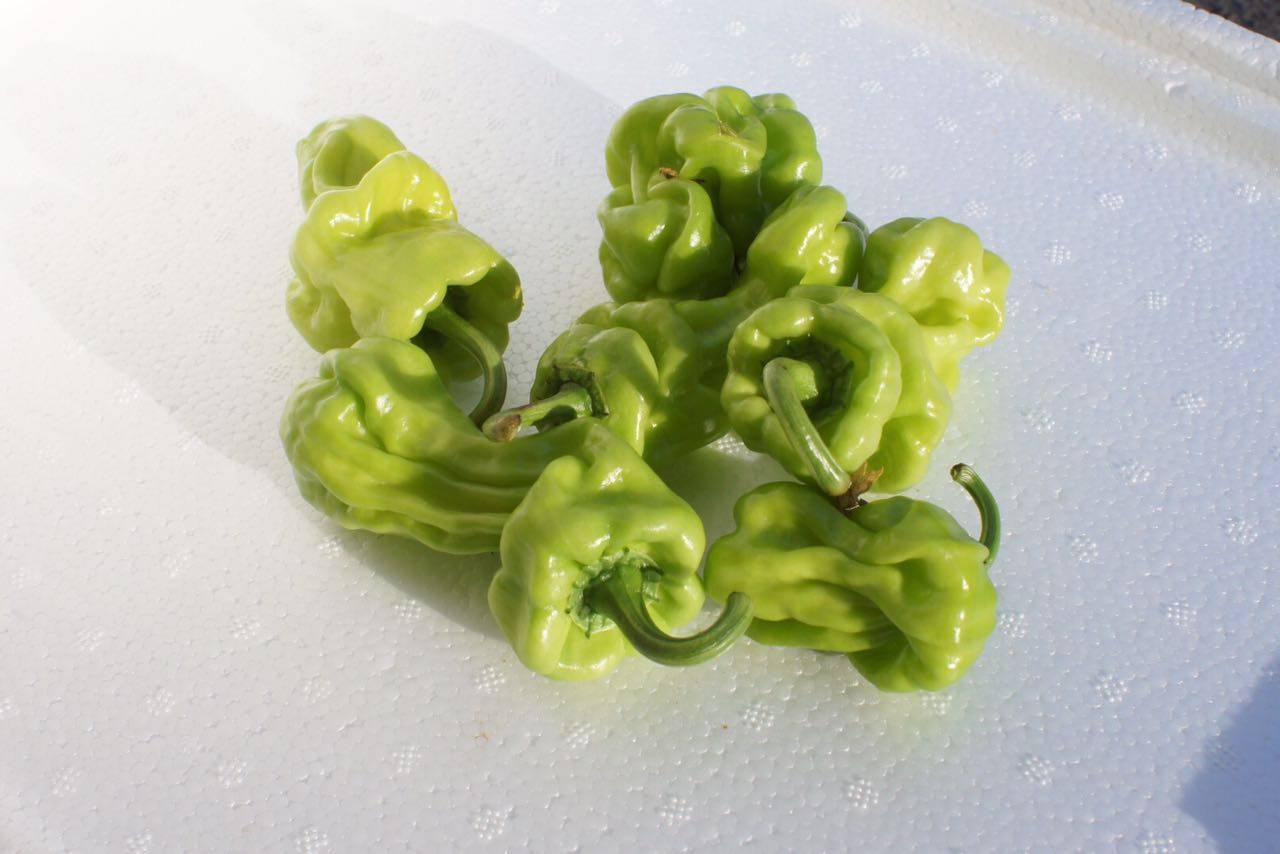 云南新鲜野菜蔬菜 皱皮辣椒 辛辣清香 皱壳辣500g 虎皮辣椒