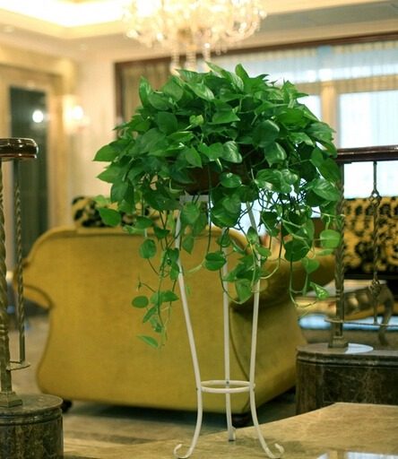 【武汉同城配送】360#绿萝 甲醛杀手净化空气_不打折现价58.00元