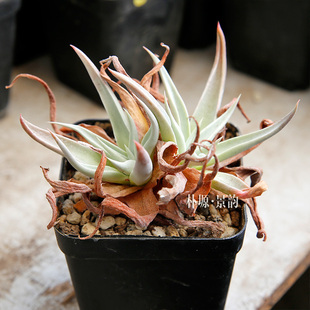 仙女杯 17#(鱿鱼)老桩 萨西奥萨 一物一拍