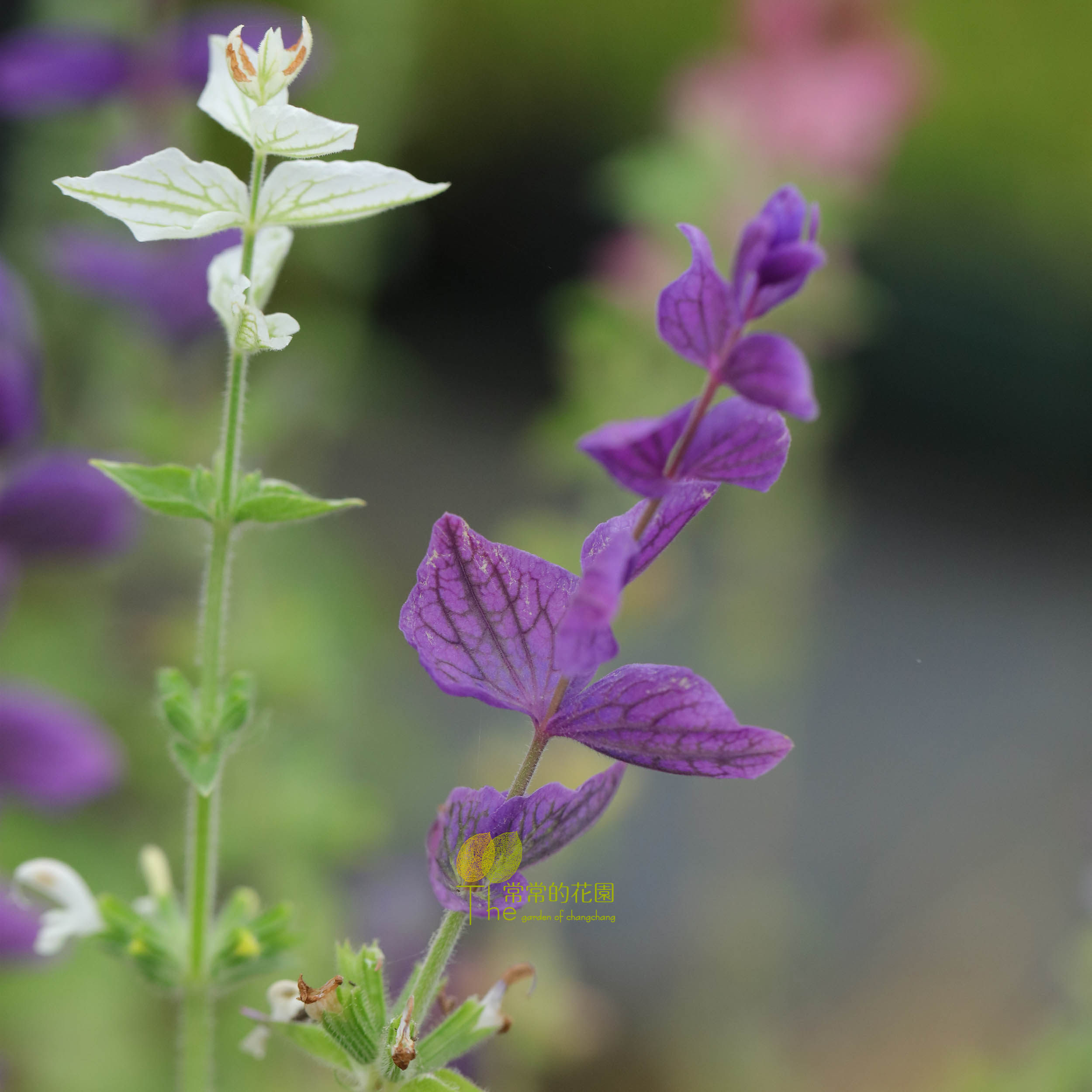 彩苞鼠尾草狂欢节混色 多年生耐寒切花花材花期长bing