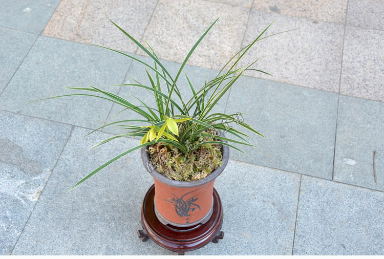 兰花苗春兰皎月金边线艺细叶兰花绿植室内花卉盆栽正品承诺包邮_7折