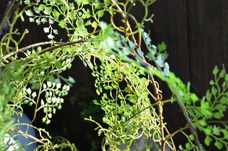 黑骨芒 仿真花 绿植 缠绕藤蔓 蕨类植物 铁线蕨装饰造景