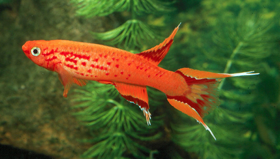 礼乐鳉鱼橙色火焰鳉鱼鱼卵,对鱼优惠活动中.