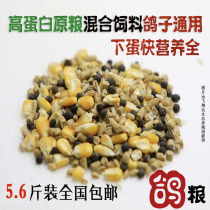 5 6kg of A- grade pigeon grain corn pigeon feed bird food pigeon ornamental pigeon meat health sand young pigeon feed