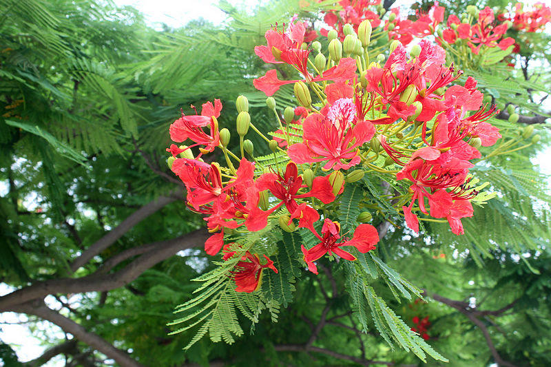红花楹树苗 珍贵凤凰木树苗 珍稀名贵苗木 庭院植物行道树木_双氙车灯