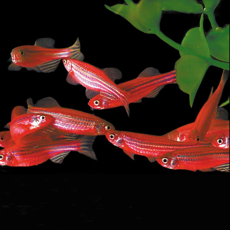 水族观赏鱼活体淡水灯科鱼满天星鱼草缸群游鱼热带小型鱼包活包邮