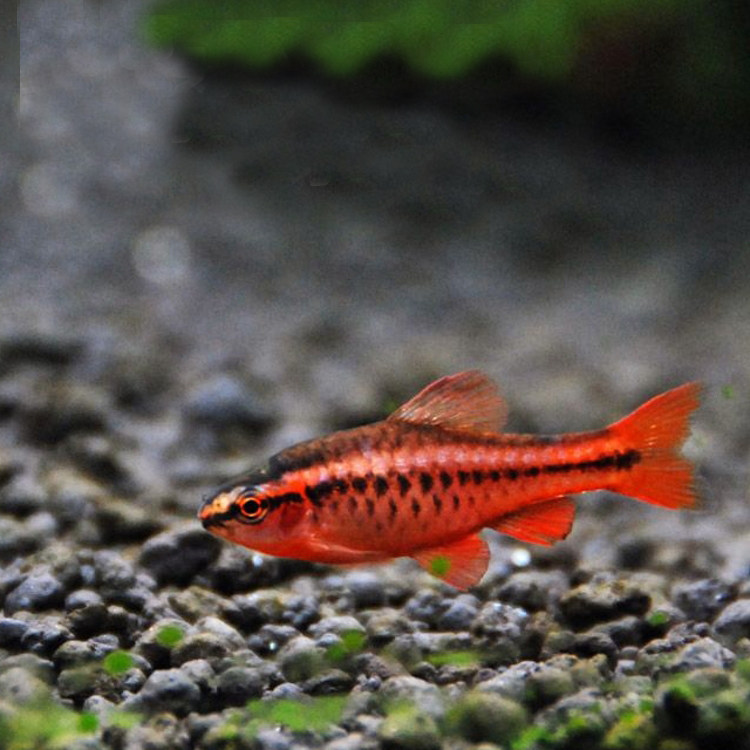 水族观赏鱼活体淡水灯科鱼满天星鱼草缸群游鱼热带小型鱼包活包邮