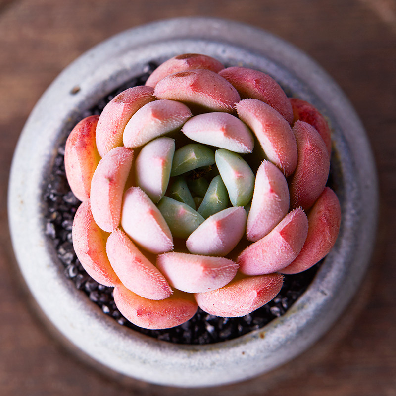 美诺花园 雪锦 多肉植物办公室内绿植花卉桌面盆栽肉肉植物 多肉_7折