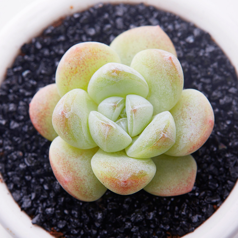 美诺花园 冰玉 冰淇淋多肉植物绿植花卉盆栽防