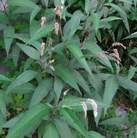 新鲜中药材大马蓼旱苗蓼辣蓼旱苗蓼柳叶蓼500g中草药专卖抓药