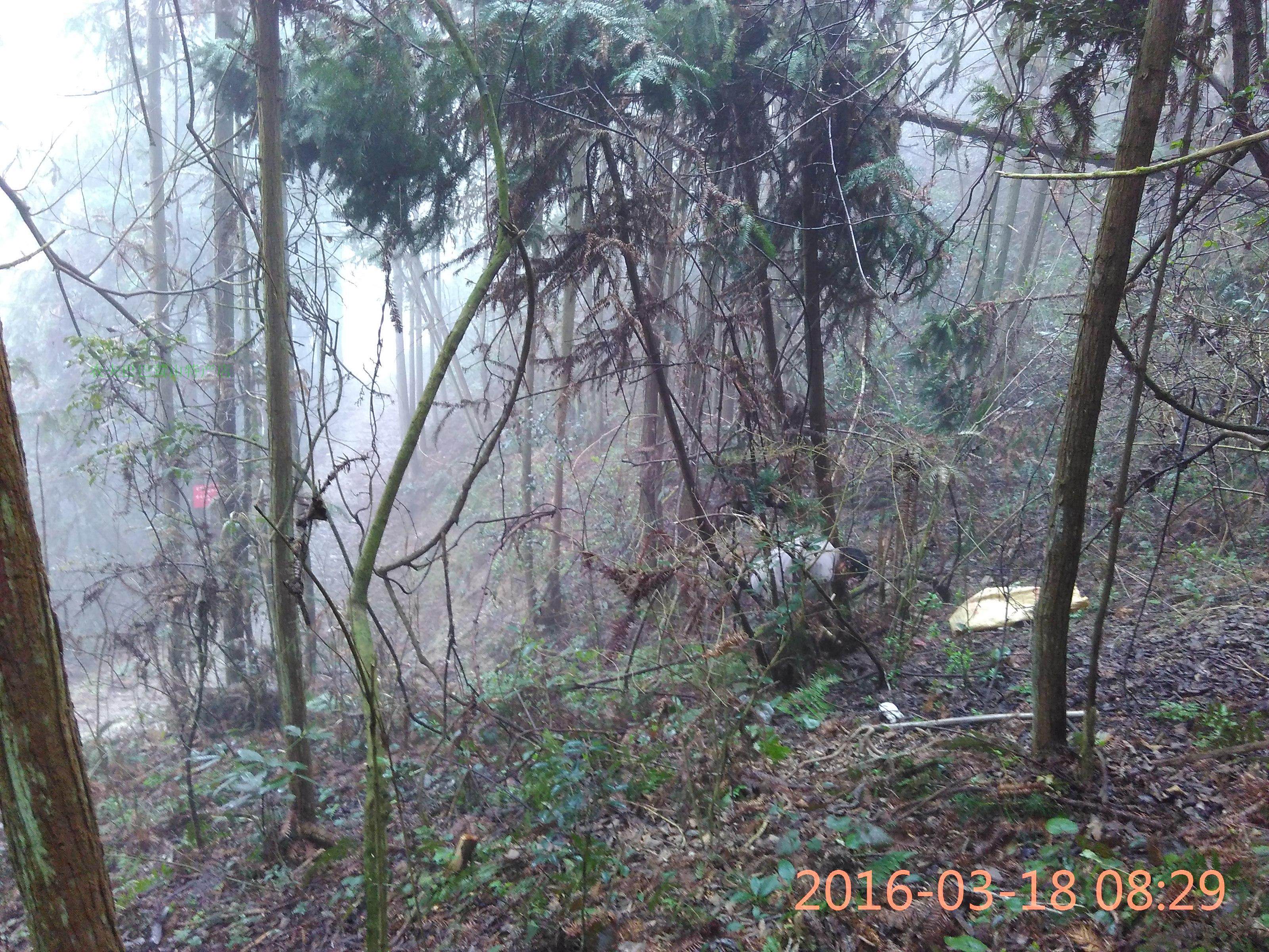 深山野生现采中药材继木 继树刺木花满山白鱼骨柴500克 2斤包邮