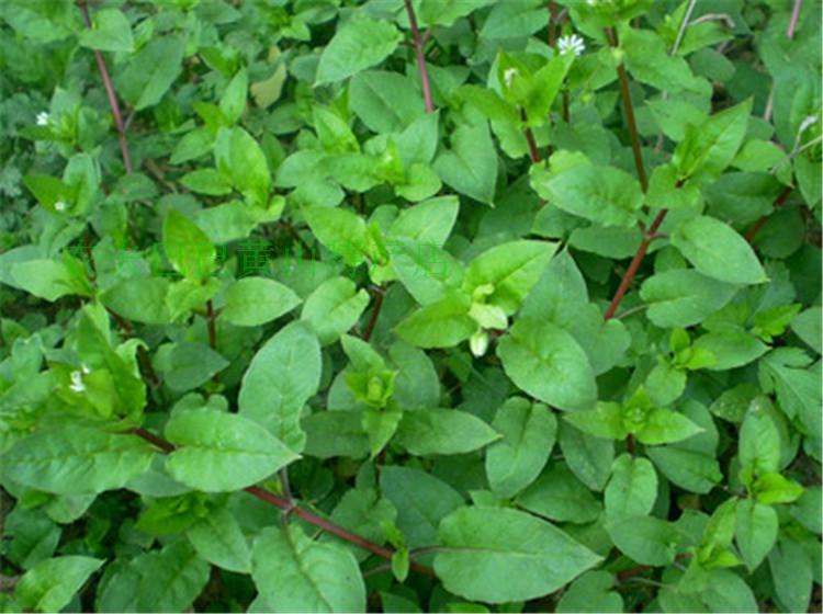 野生新鲜正品繁缕草鸡肠草滋草鹅肠菜鹅儿肠繁缕草药专卖店铺500g