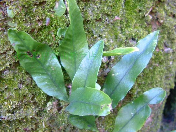 2019野生自采新鲜中药材石韦 石苇刀口药利尿结石500g2份包邮直销