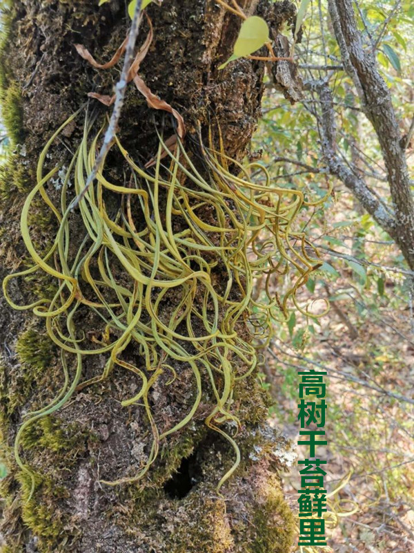 东北野生化石草中药材结石肾精茶养生茶肾经草茶50g男性黑龙江