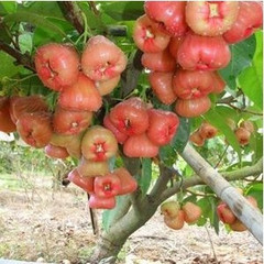 台湾热带水果王 黑金刚莲雾苗\/莲雾果苗\/莲雾树