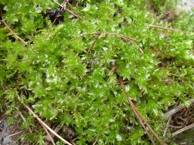 大叶藓 翡翠莲花 苔藓植物 水陆缸 盆景盆栽,水下草(8*8cm)