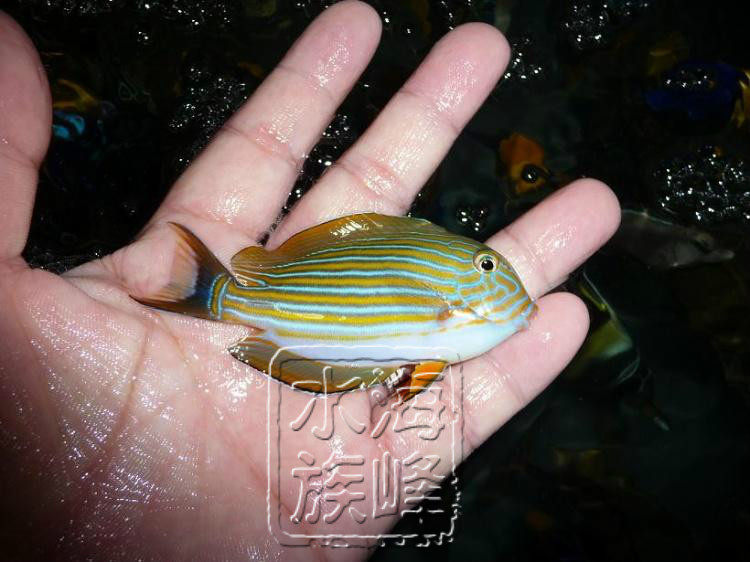 海峰水族 海水鱼 鱼 小丑鱼 海水鱼 活体 一字吊成鱼