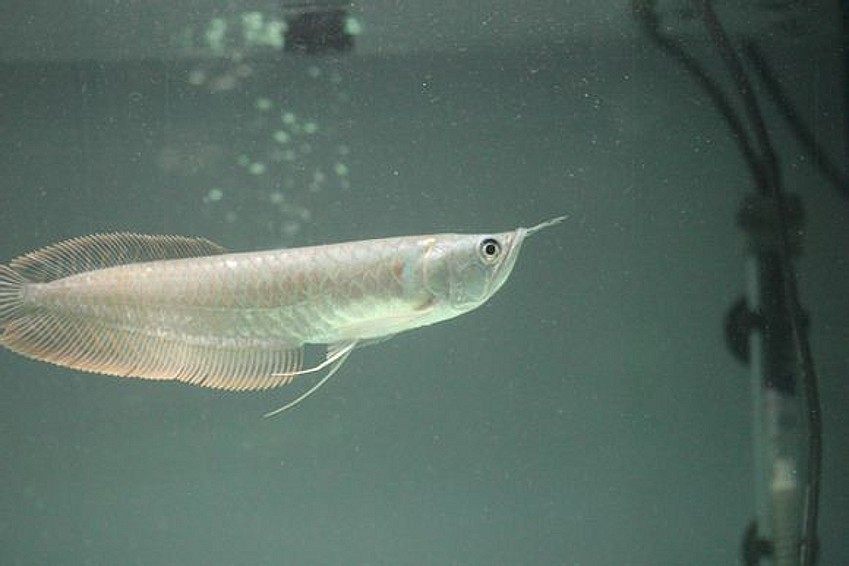 观赏鱼:银龙20cm