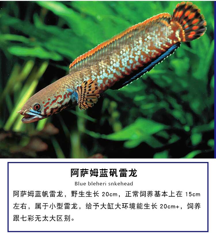 宠物观赏鱼热带鱼活体小型雷龙鱼七彩雷龙阿萨姆蓝帆