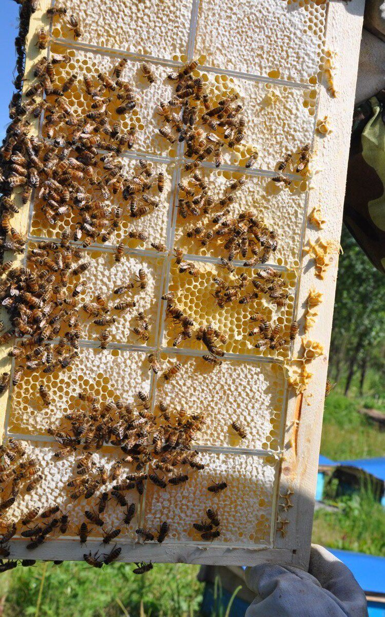 岭然东北黑蜂天然蜂巢蜜250克*2盒原木礼盒装天然成熟封盖蜂巢蜂