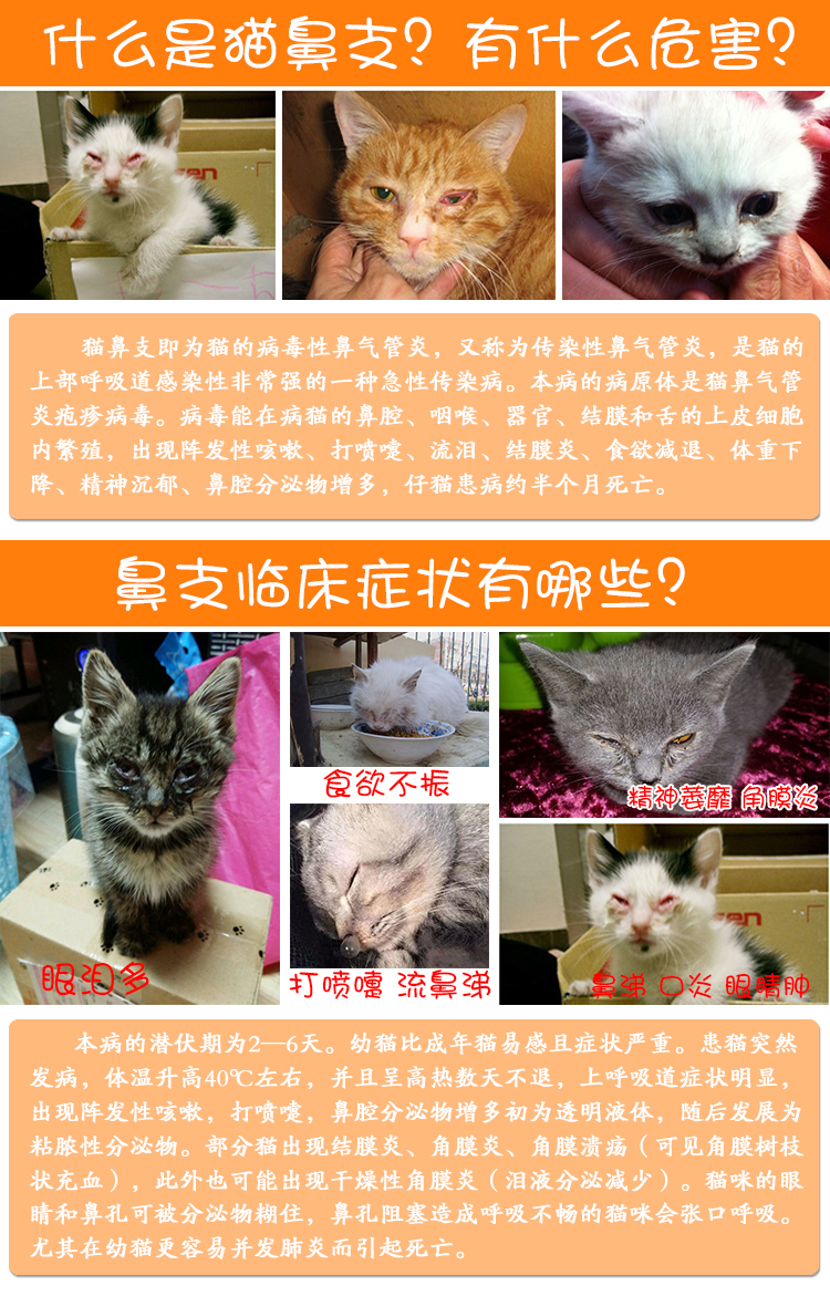 鼻支组合~法国威隆enisyl-f猫用鼻支安桶膏l 无酸vc粉40