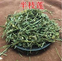 Wild scutellaria barbata