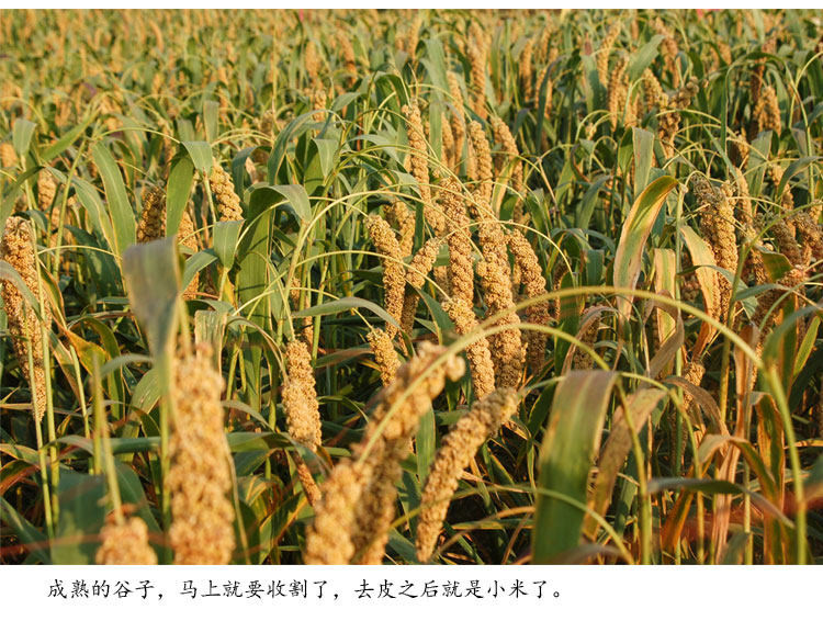 沂蒙山地有机黄小米 农家小黄米月子米宝宝米无农药健康新米500g