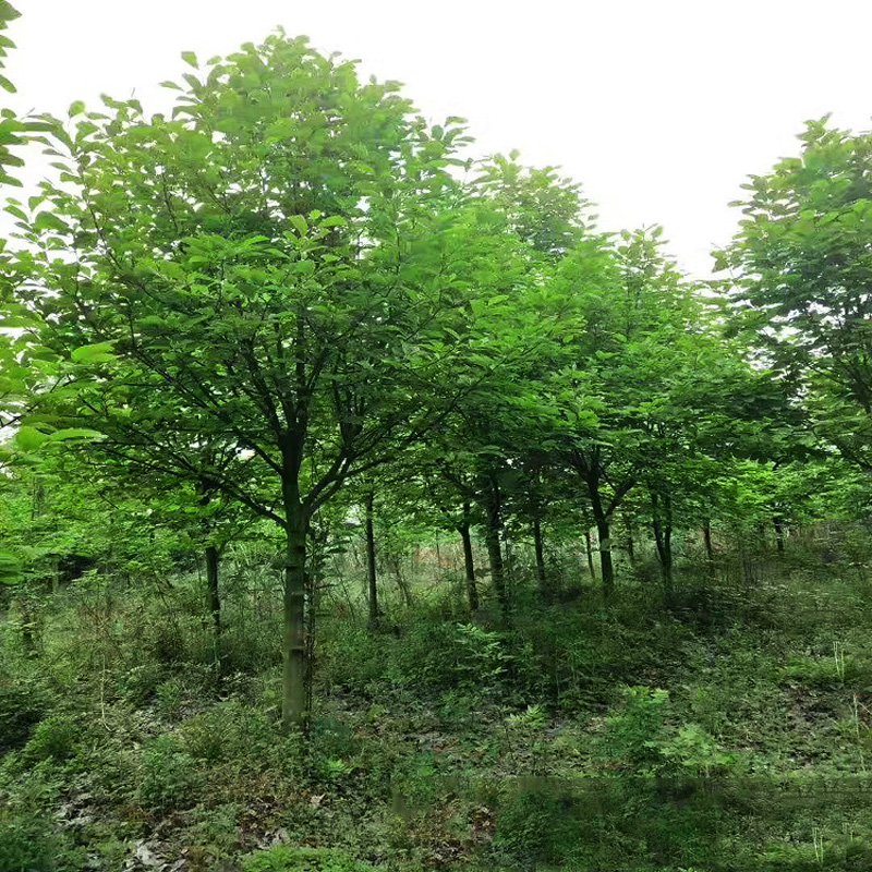 成都户外庭院植物行道树花园植物乔木精品白玉兰绿化工程乔木苗木
