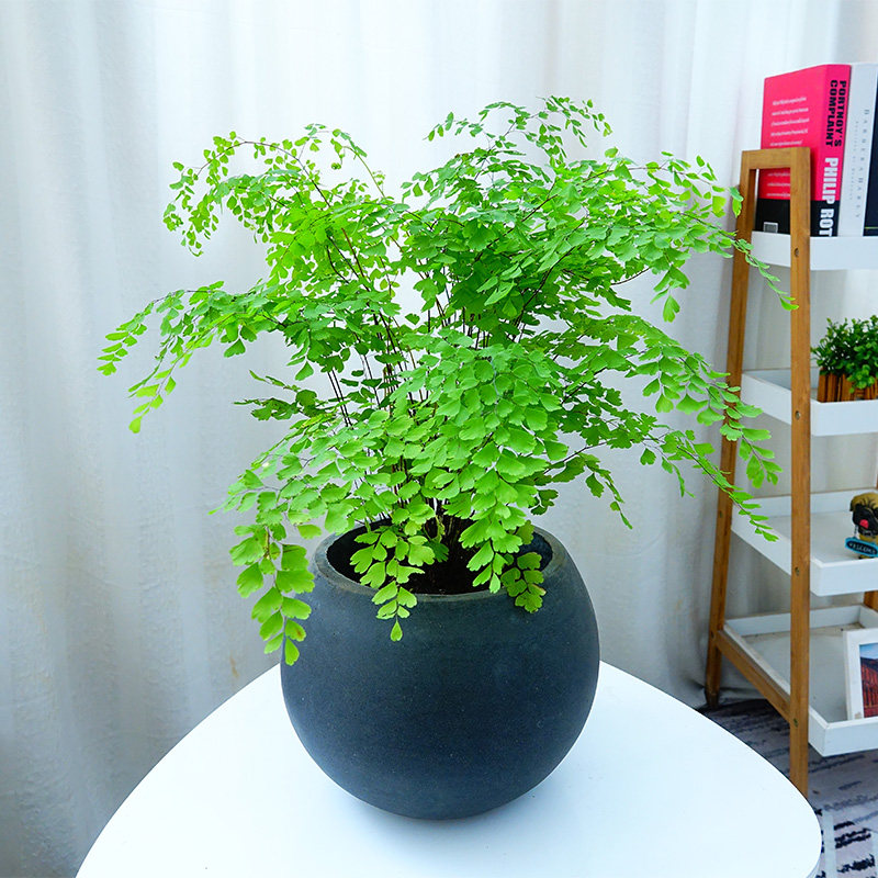 铁线盆栽蕨类植物室内客厅耐阴喜湿净化空气绿植大型绿植