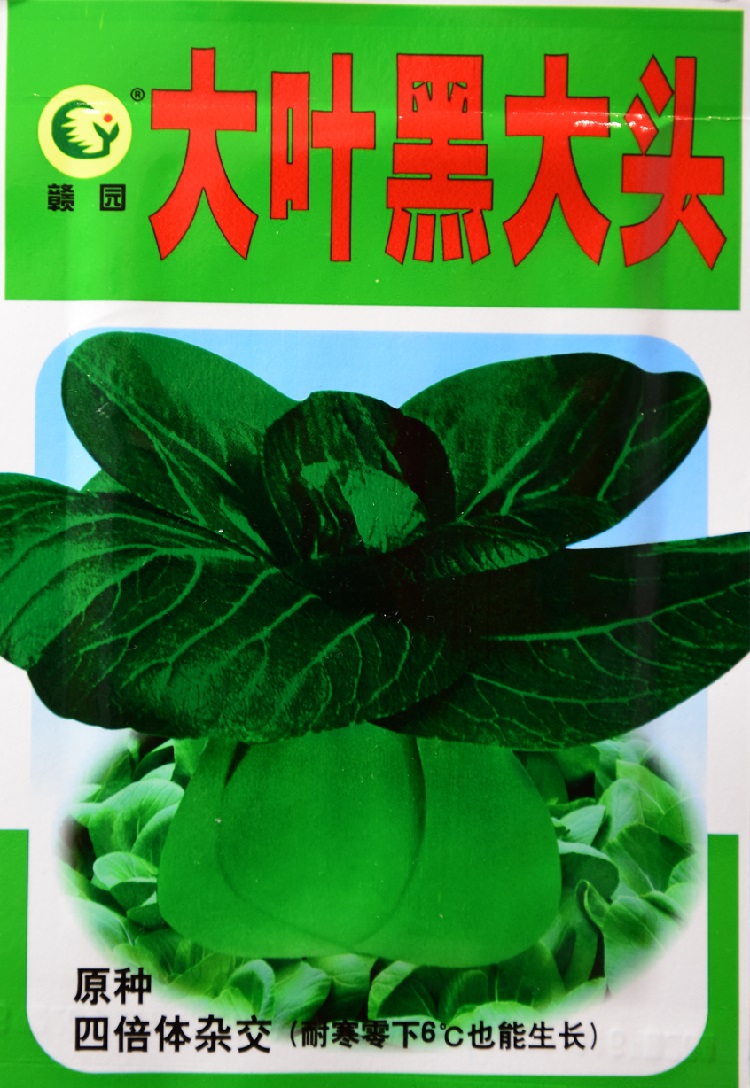 大叶黑大头 油菜种子图片