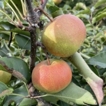 Northeast specialty apple-pear fresh juicy crisp delicious net weight 4 5kg (badfruit compensations)